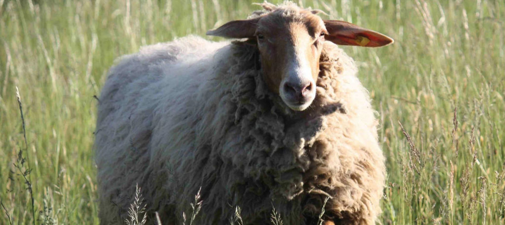 Ein Schaf aus dem Rüsselheim